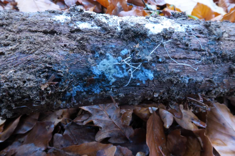 Amaurodon mustialaensis 1 - IMG_4704